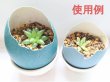 画像3: エミュー　卵殻　B級品 (3)