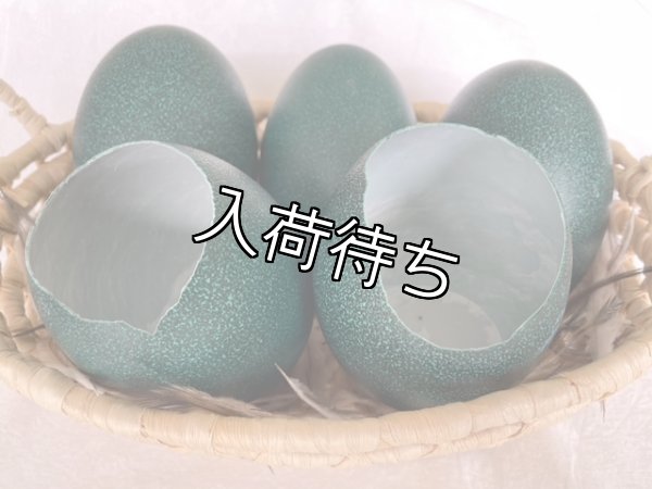 画像1: エミュー　卵殻　B級品 (1)