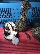 画像3: 産業鳥・エミュー〜特性を活かした飼育法〜 (3)