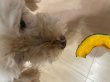 画像6: DOG　Pet  Snak  かぼちゃチップス＆きくいもチップス (6)